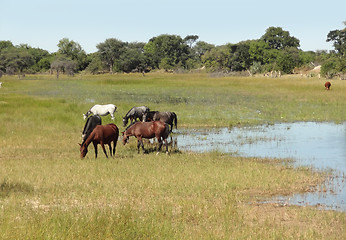 Image showing Okavango Delta