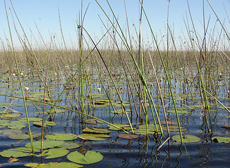 Image showing Okavango Delta