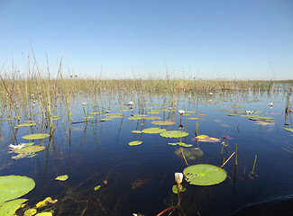 Image showing Okavango Delta