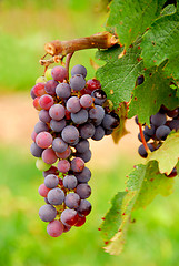 Image showing Grapes