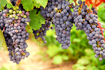 Image showing Red grapes