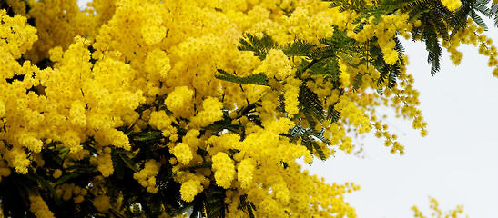 Image showing Flowering Mimosa