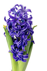 Image showing Purple Hyacinth