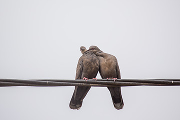 Image showing Two Dusky Turtle Doves in Love