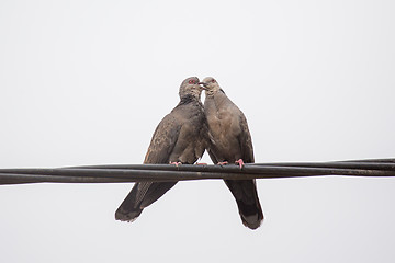 Image showing Dusky Turtle Dove Kiss