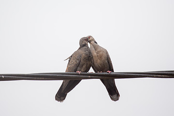 Image showing Dusky Turtle Dove Kiss