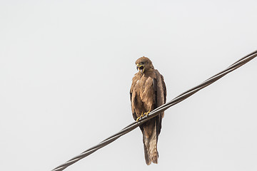 Image showing Black Kite aka Amora