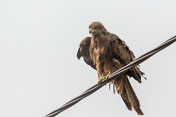 Image showing Black Kite aka Amora