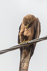 Image showing Black Kite aka Amora