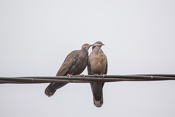 Image showing Two Dusky Turtle Doves in Love