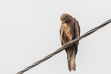 Image showing Black Kite aka Amora