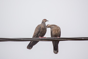 Image showing Two Dusky Turtle Doves in Love