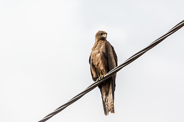 Image showing Black Kite aka Amora