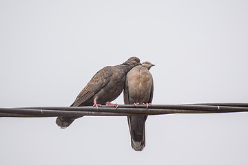 Image showing Two Dusky Turtle Doves in Love