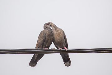 Image showing Dusky Turtle Dove Kiss