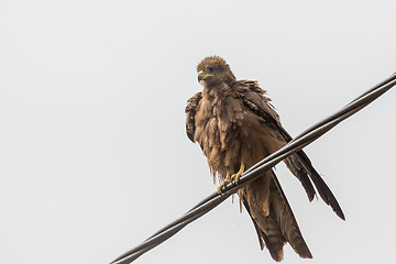 Image showing Black Kite aka Amora