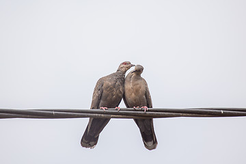 Image showing Two Dusky Turtle Doves in Love