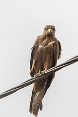 Image showing Black Kite aka Amora