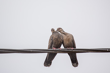 Image showing Two Dusky Turtle Doves in Love