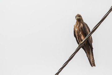 Image showing Black Kite aka Amora