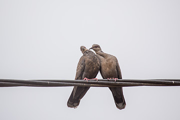 Image showing Two Dusky Turtle Doves in Love