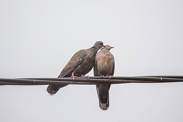 Image showing Two Dusky Turtle Doves in Love