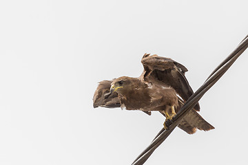 Image showing Black Kite aka Amora