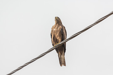 Image showing Black Kite aka Amora