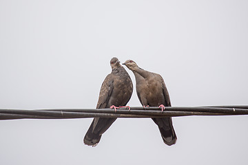 Image showing Two Dusky Turtle Doves in Love