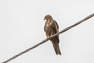 Image showing Black Kite aka Amora