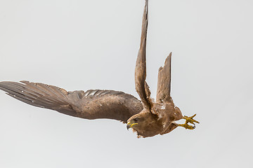 Image showing Amora in flight