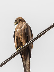 Image showing Black Kite aka Amora