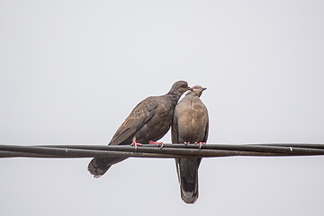 Image showing Two Dusky Turtle Doves in Love