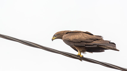 Image showing Black Kite aka Amora