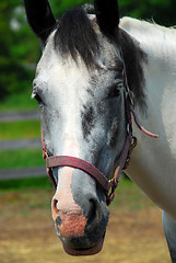 Image showing Horse