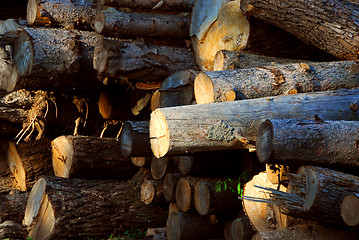 Image showing Wood logs