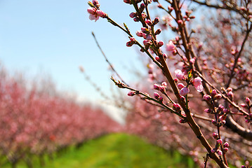 Image showing Fruit orchard
