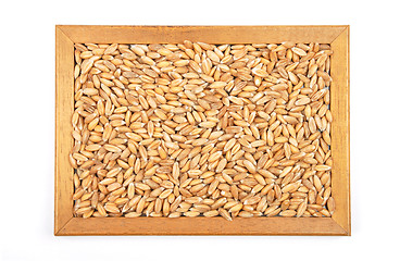 Image showing Spelt on white