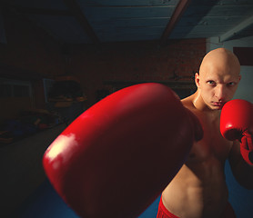 Image showing young boxer in red gloves