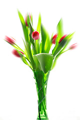 Image showing Tulips in vase isolated