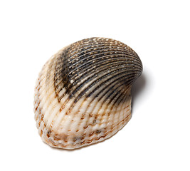 Image showing Seashell isolated on white background