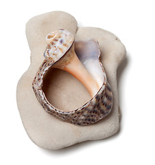 Image showing Broken rapana shell on pebble