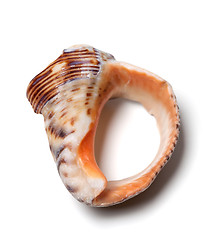 Image showing Broken rapana shell