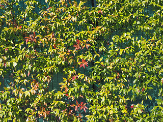 Image showing Green leaves