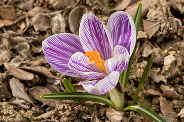 Image showing macro of first spring flowers in garden crocus