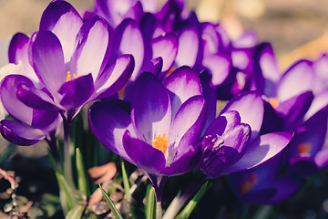 Image showing macro of first spring flowers in garden crocus retro