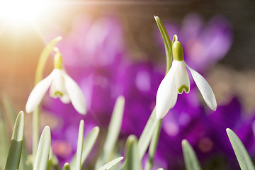Image showing Snowdrop bloom in springtime with sunlight