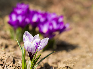 Image showing macro of first spring flowers in garden crocus