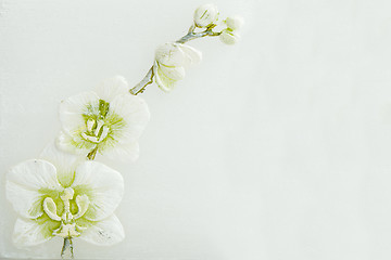 Image showing abstract spring background with flowers