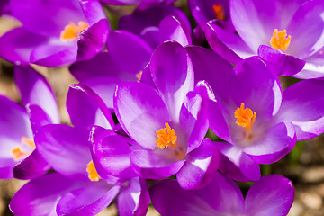 Image showing macro of first spring flowers in garden crocus